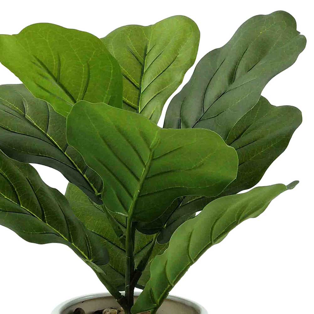 MC1934 Ficus tree