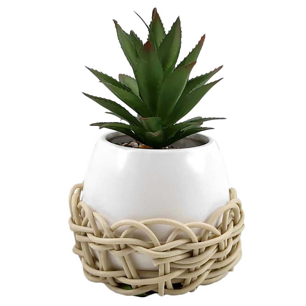 MC-HL1072 Succulent