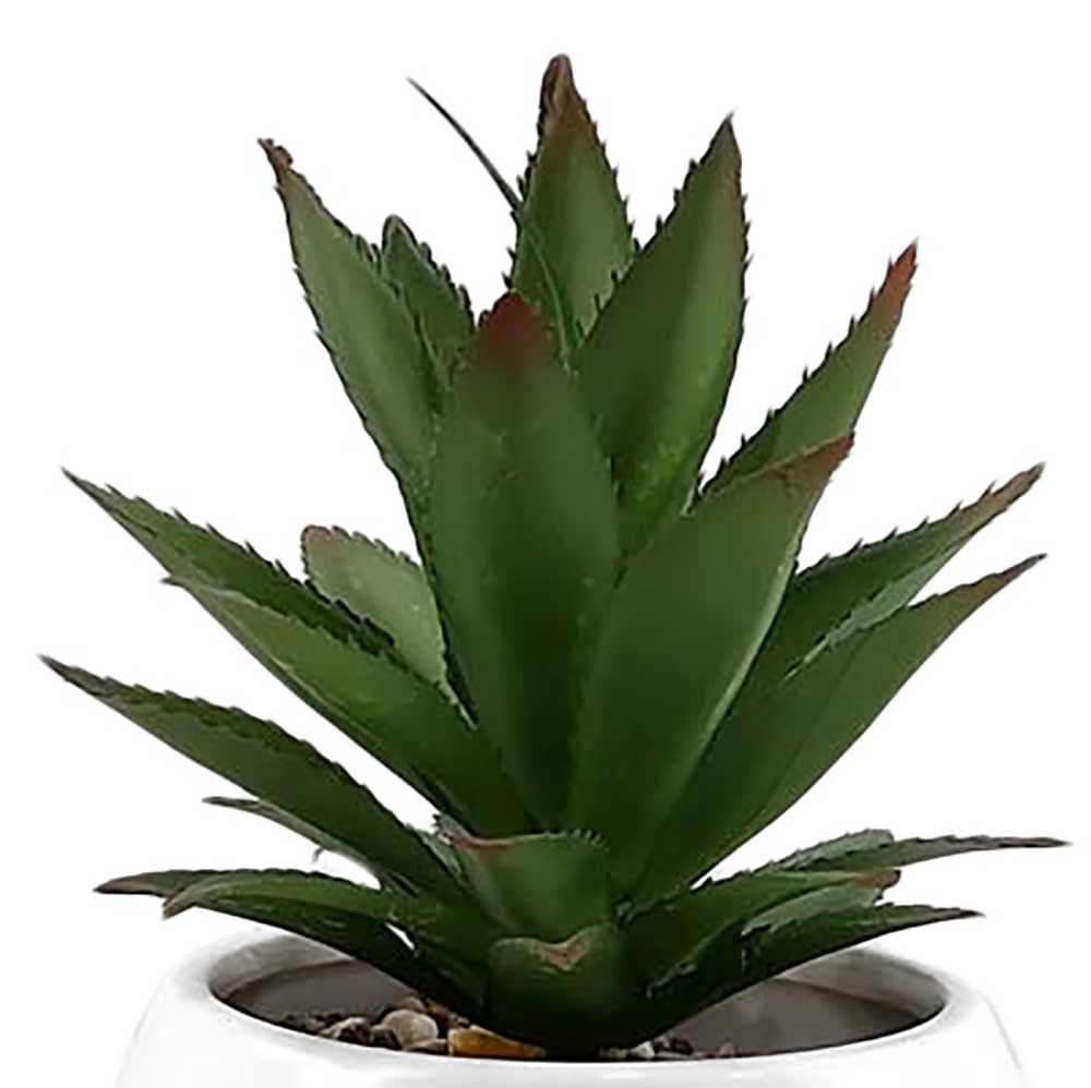 MC-HL1072 Succulent