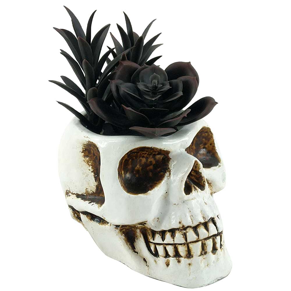 MC-P6859 Succulent Halloween