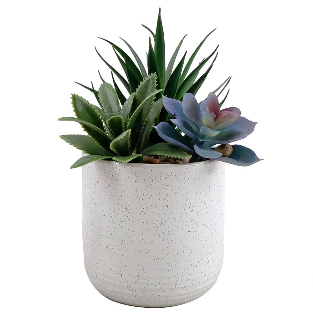 MC-P8700 Succulent