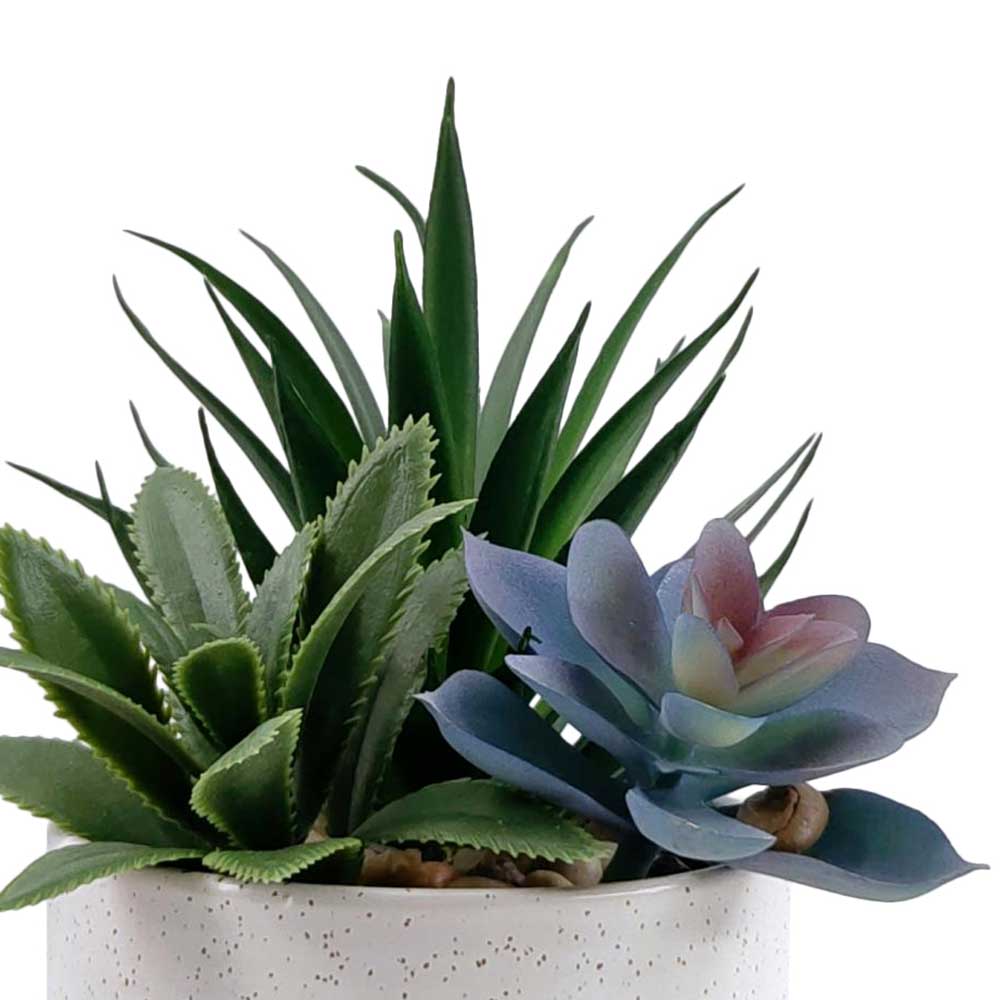 MC-P8700 Succulent