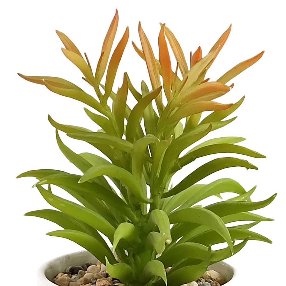 DM-RT1666 Succulent