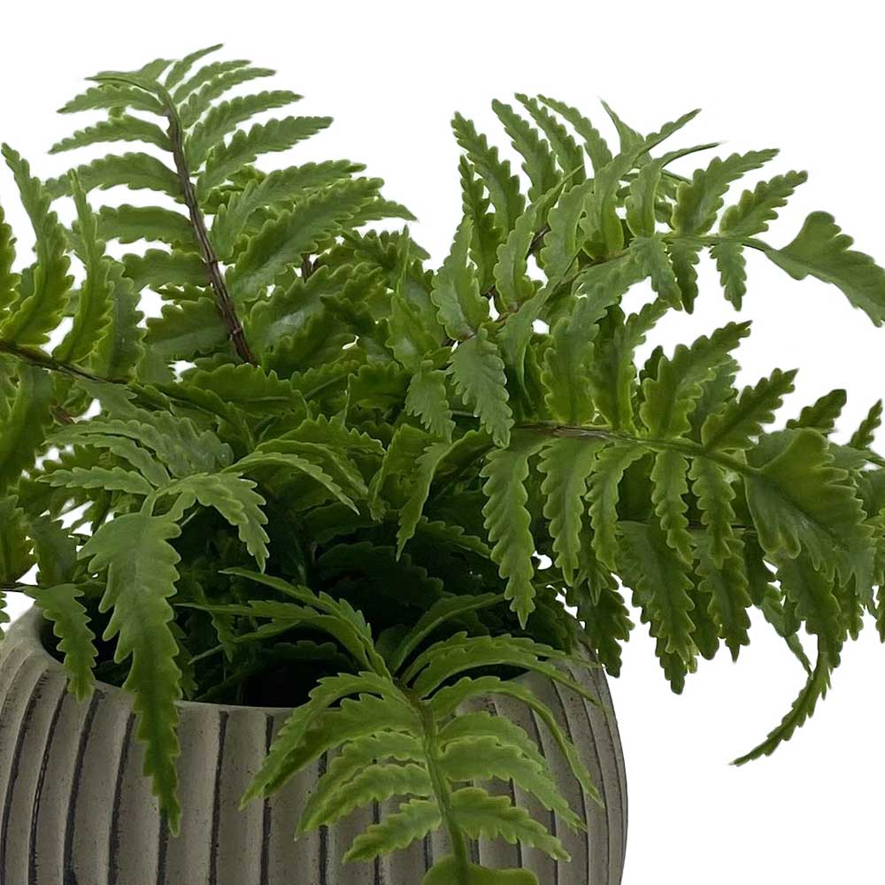 MC-HL1176 Fern