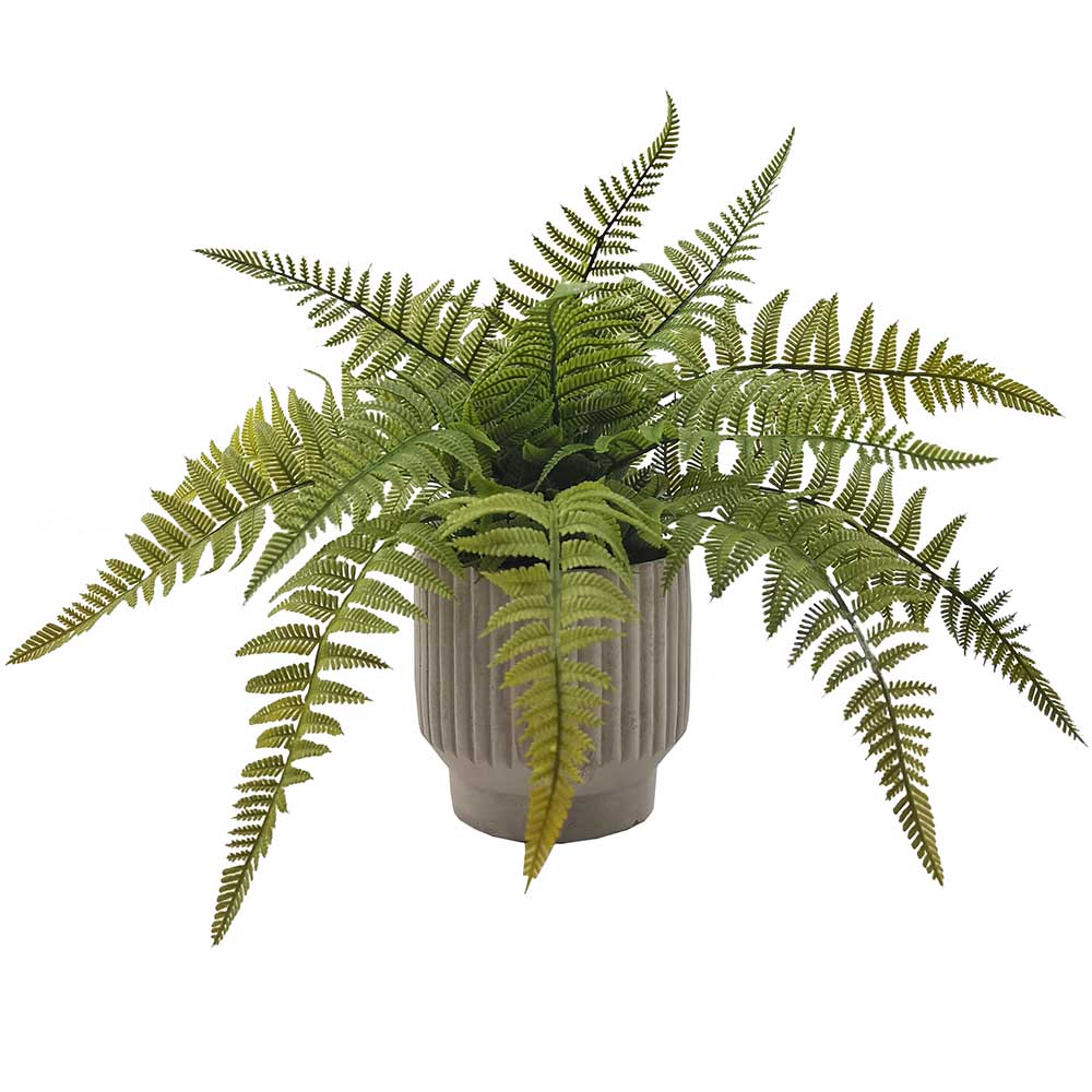 MC-HL1218 Fern