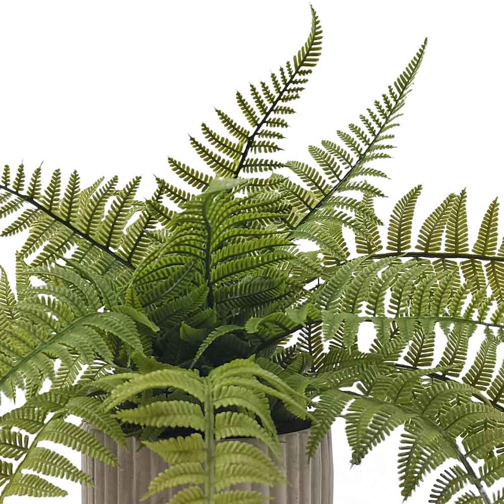 MC-HL1218 Fern