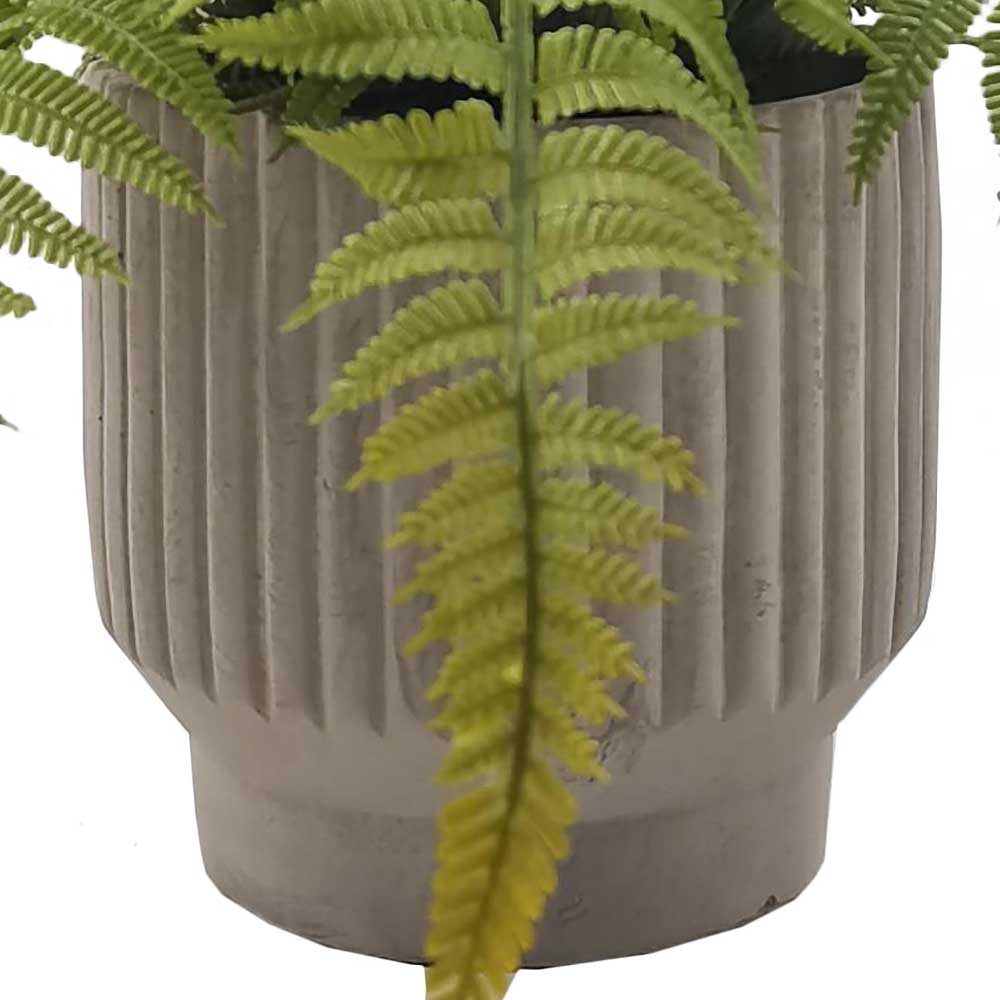 MC-HL1218 Fern