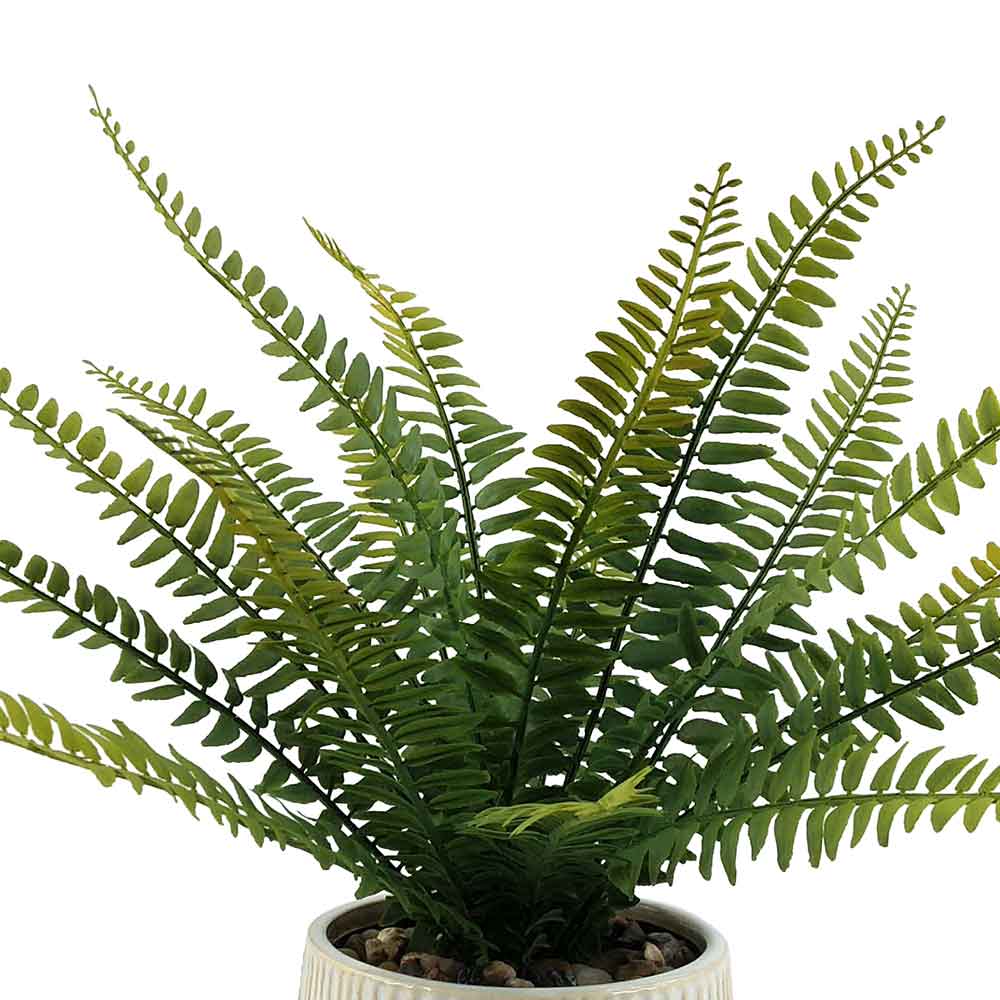 MC-P6967 Fern