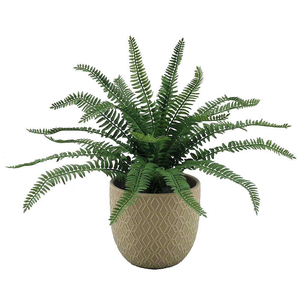 MC-P7536 Fern