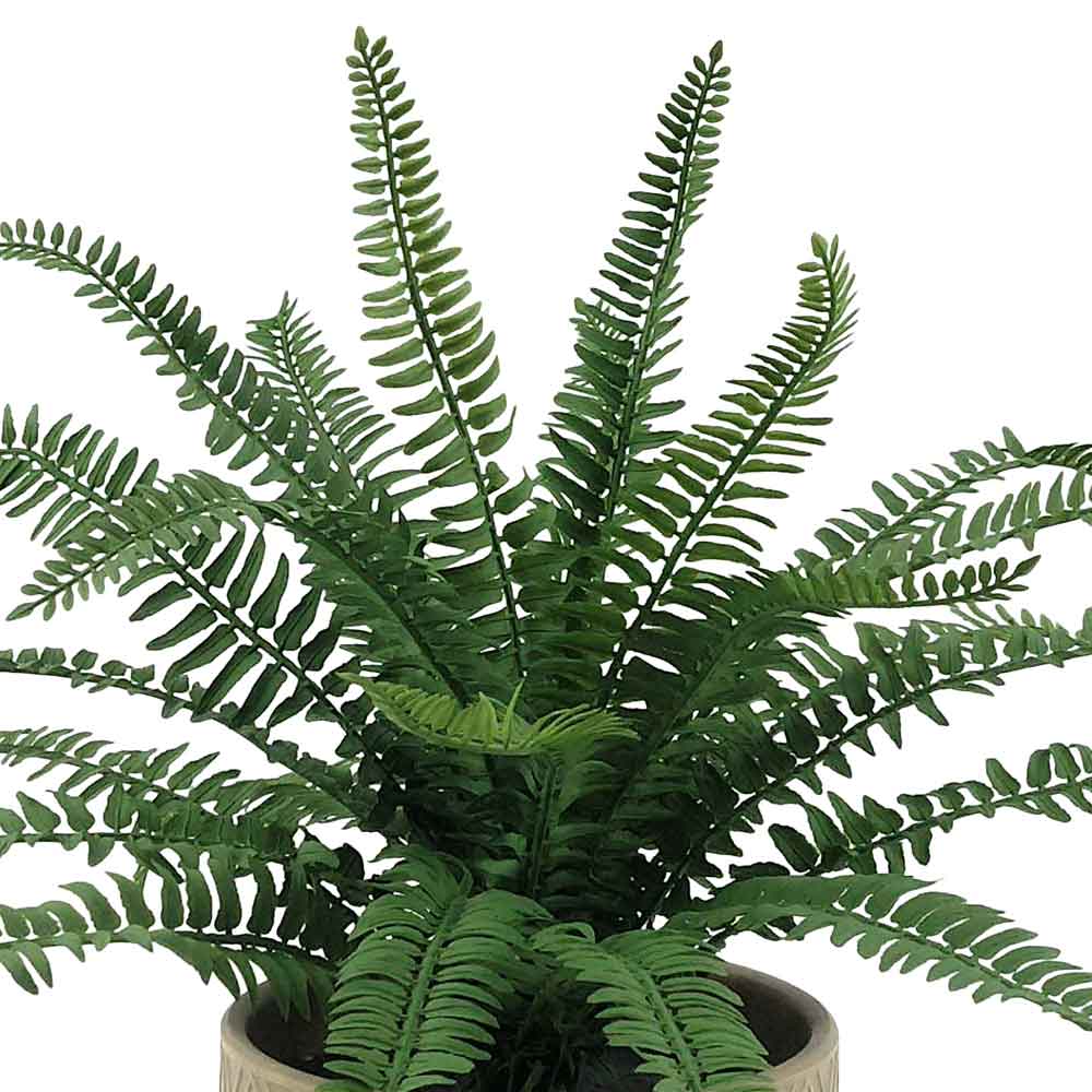 MC-P7536 Fern