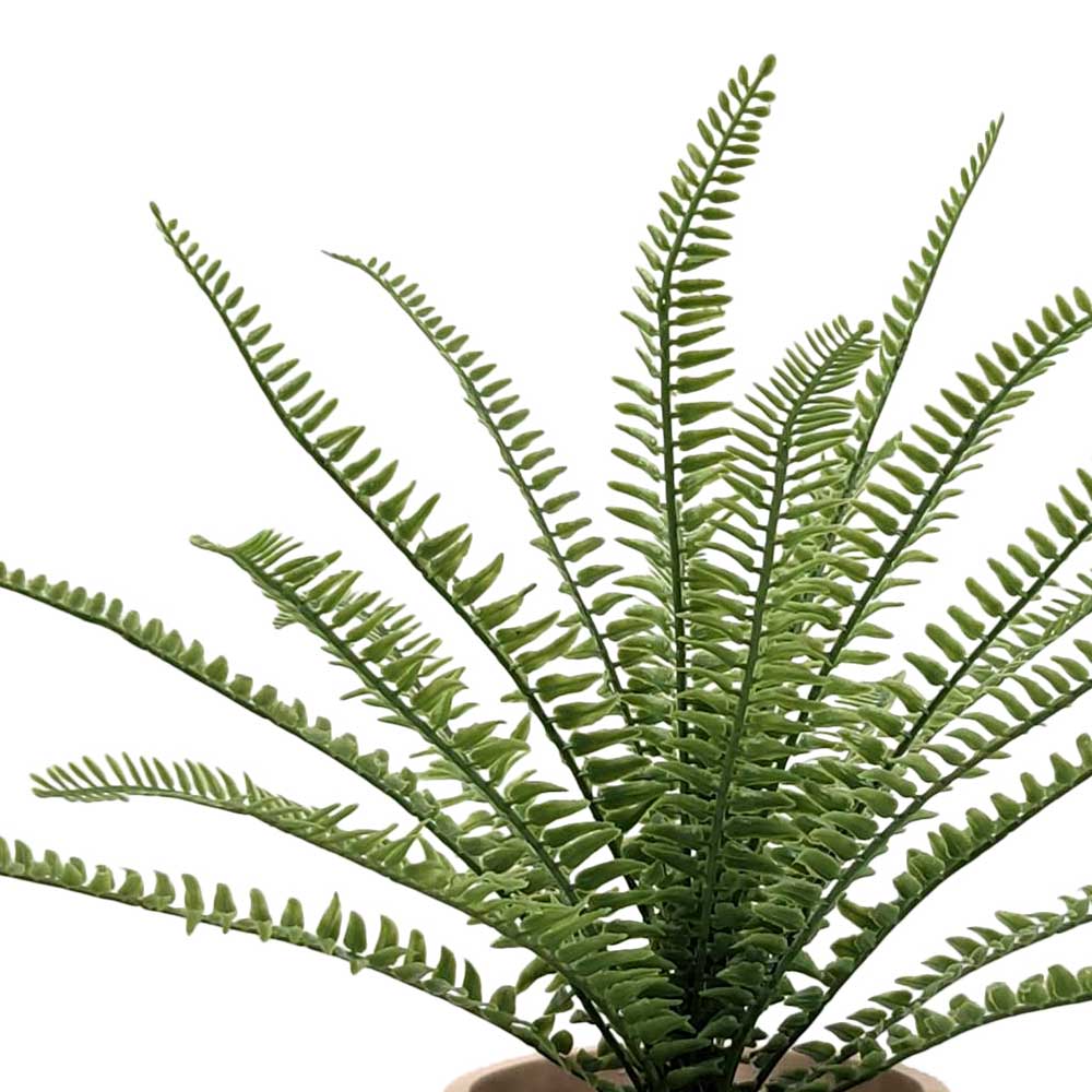 MC-P8269 Fern