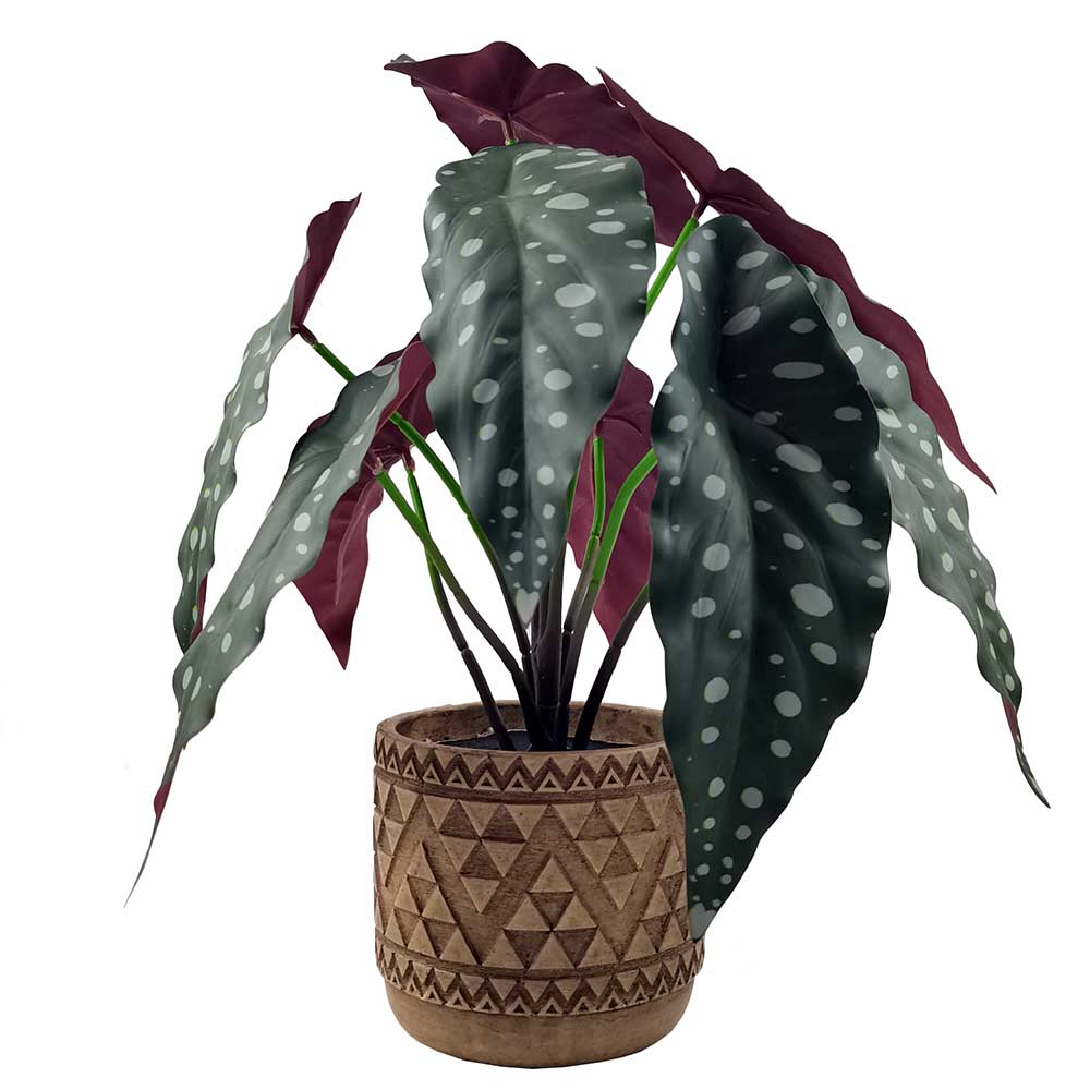 MC-HL1227 Caladium