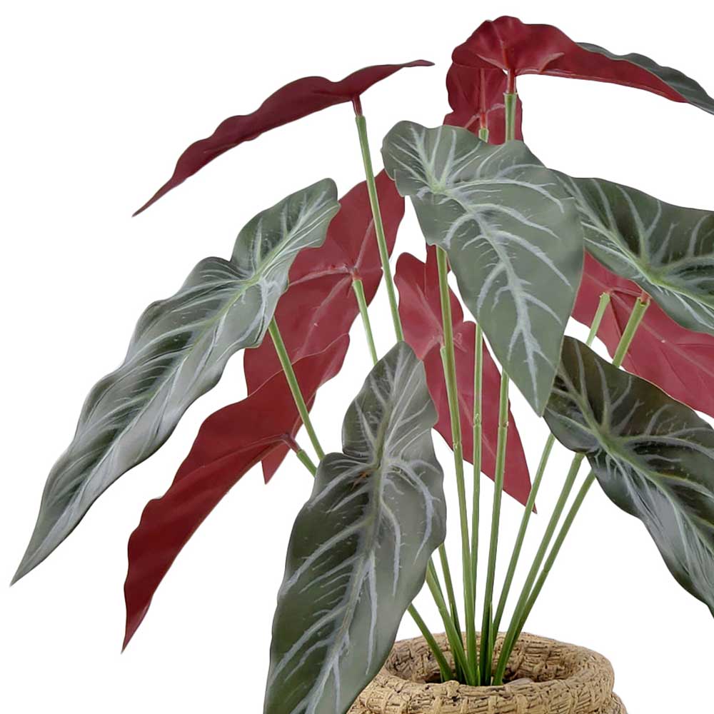 MC2423 Caladium