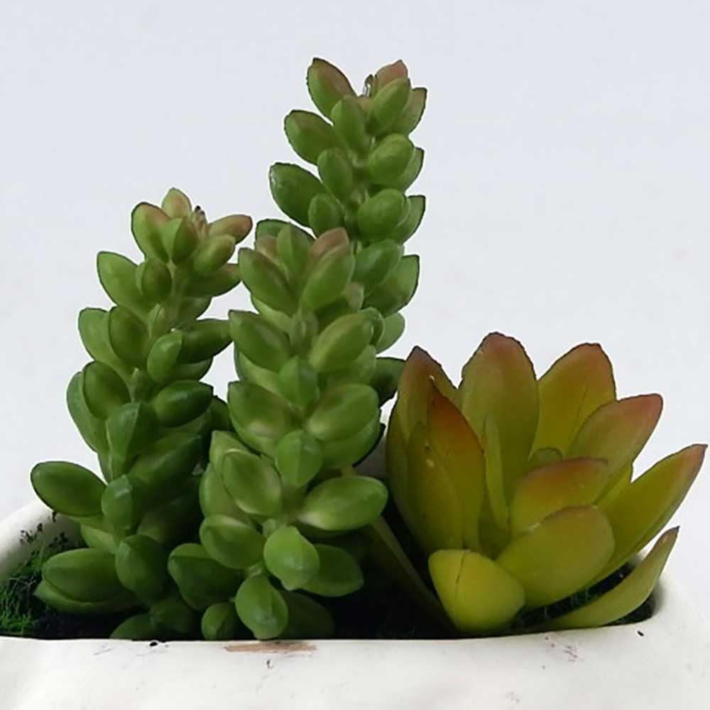 MC22-12793P 5＂H Succulent