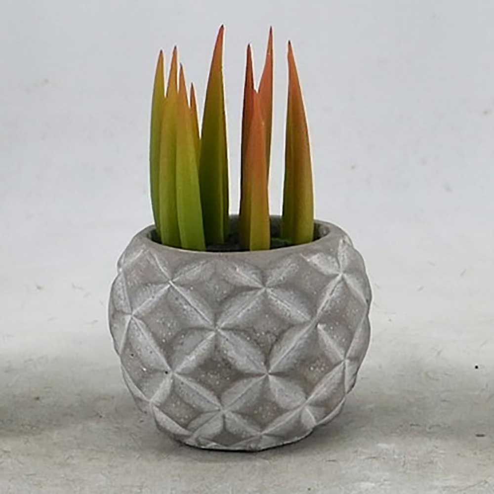 MC22-12782S Succulent Series