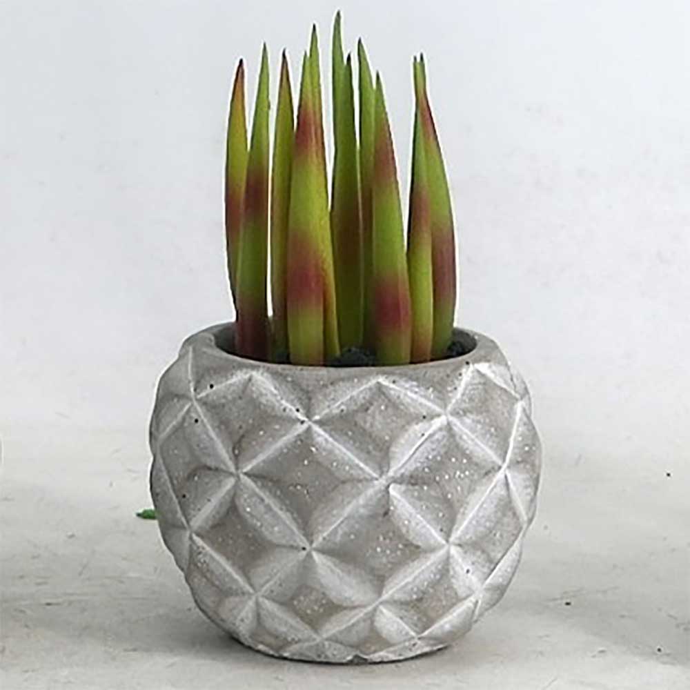 MC22-12782S Succulent Series