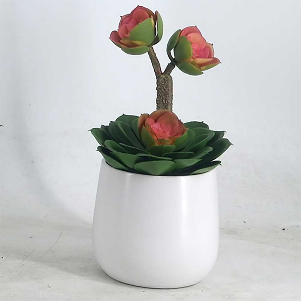 MC22-12788P Succulent Series