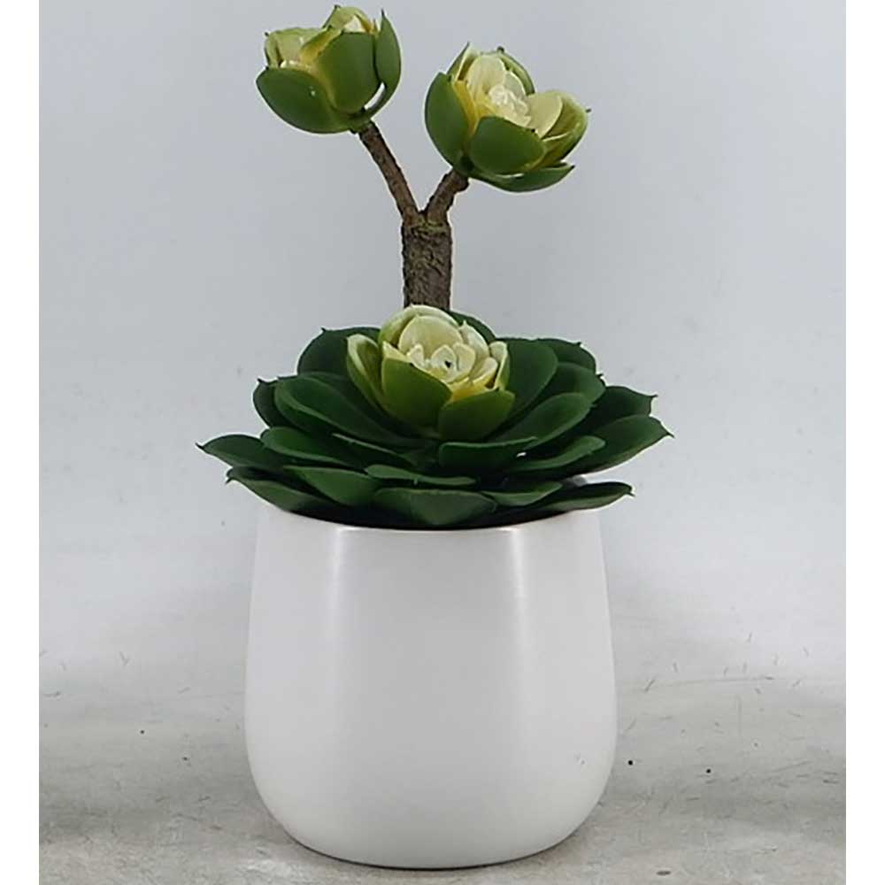 MC22-12788P Succulent Series