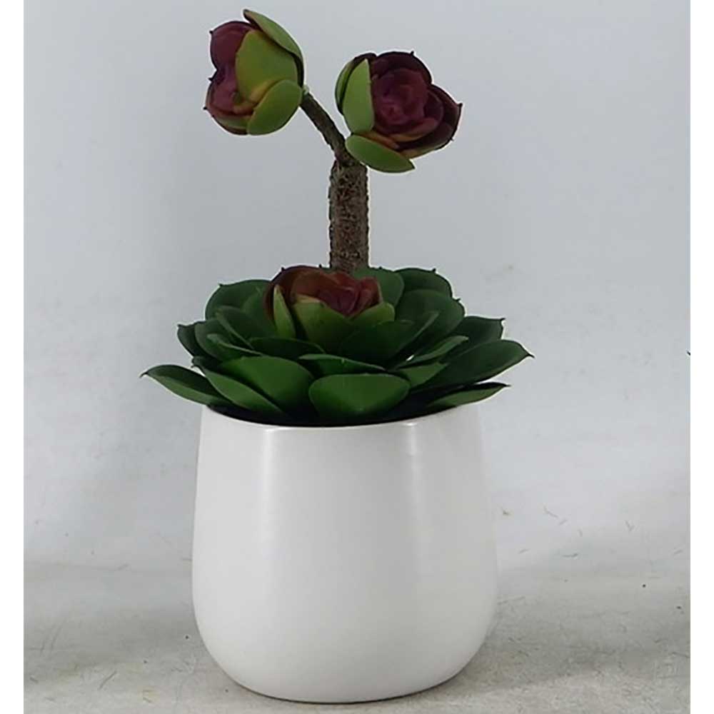 MC22-12788P Succulent Series