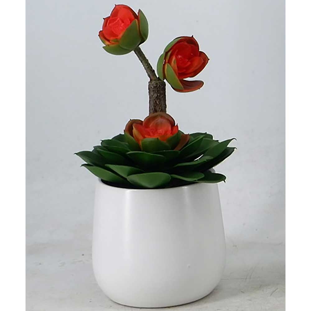 MC22-12788P Succulent Series