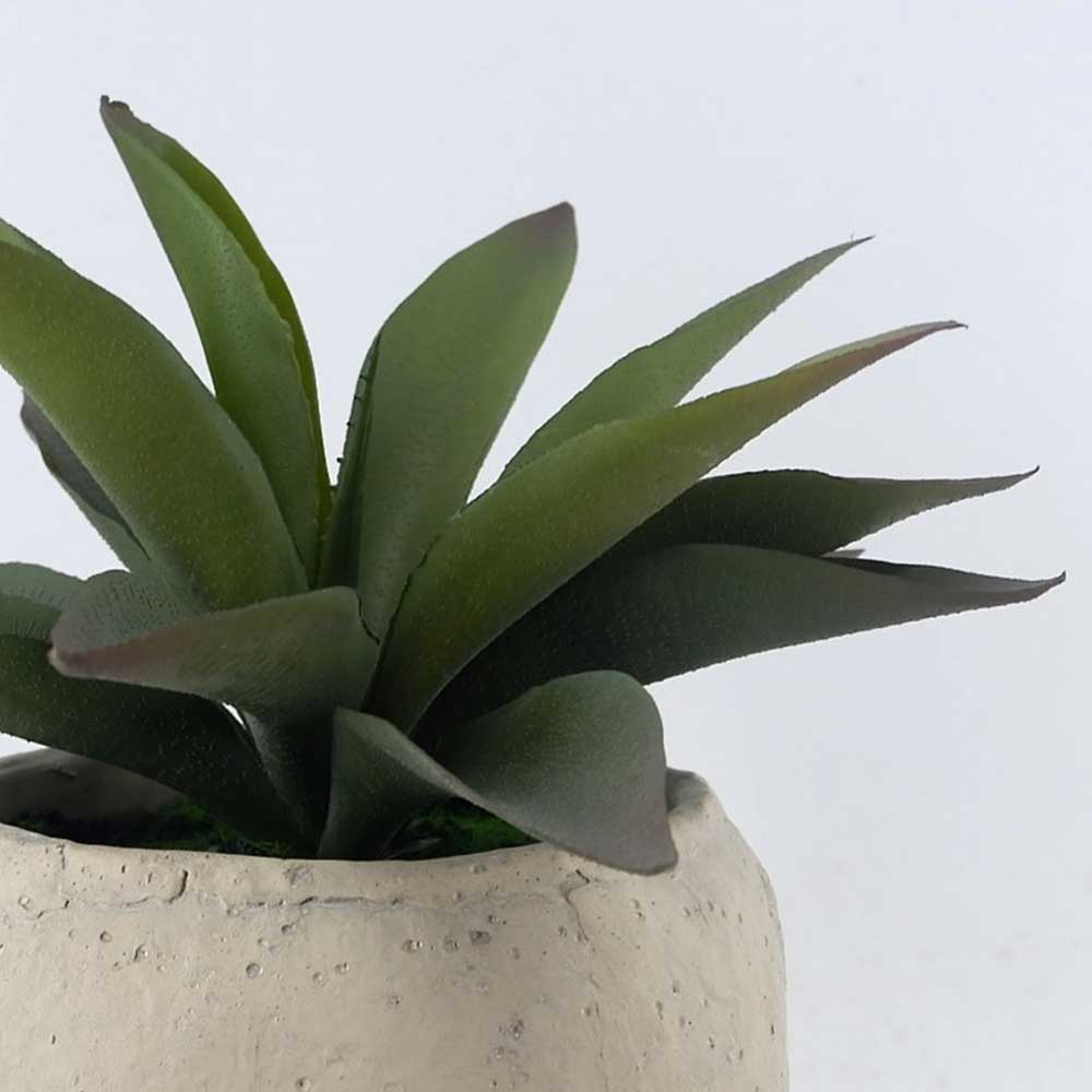 MC22-12794S 11.25＂H Succulent