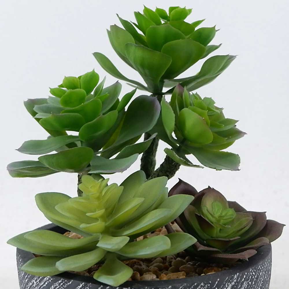 MC22-12808S 8.5＂H Mixed succulent