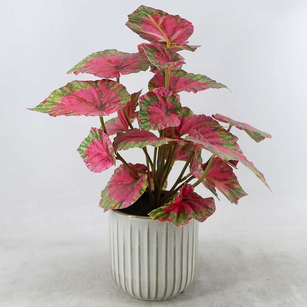 MC22-12562P Caladium Potted