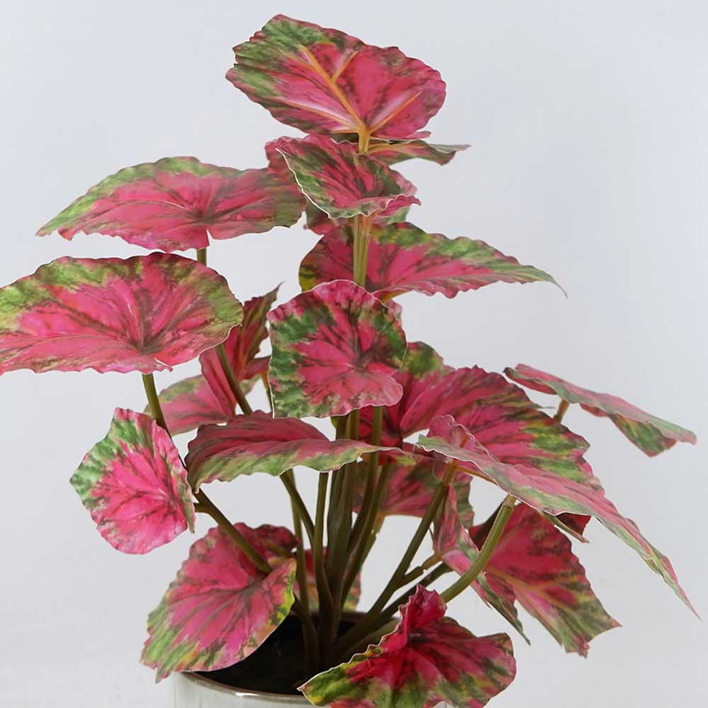 MC22-12562P Caladium Potted