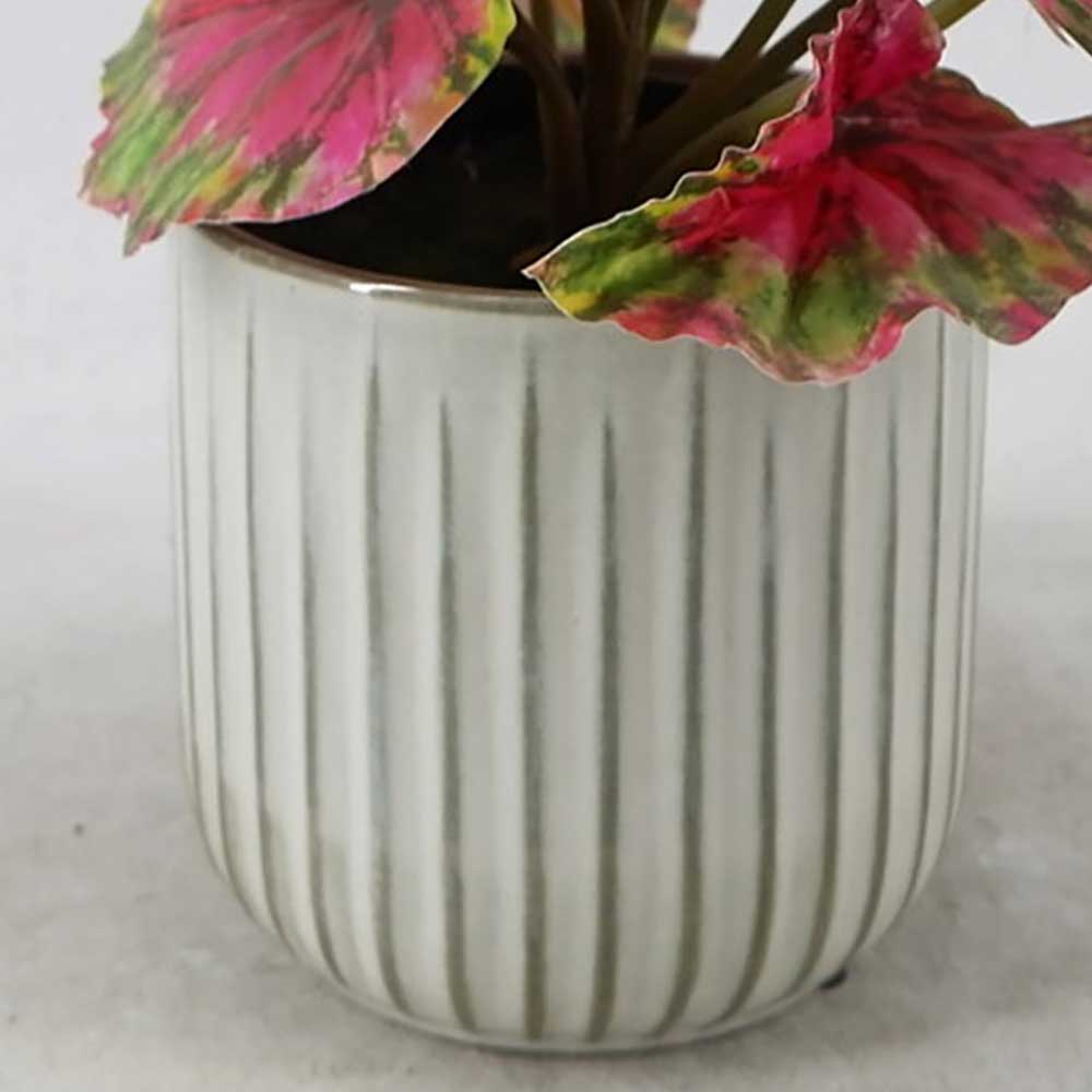 MC22-12562P Caladium Potted