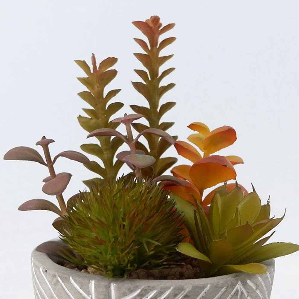 MC22-12917S 8.5＂H Mixed succulent