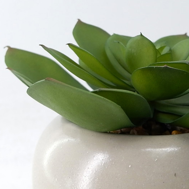 MC23-13458P Succulent H6.5＂