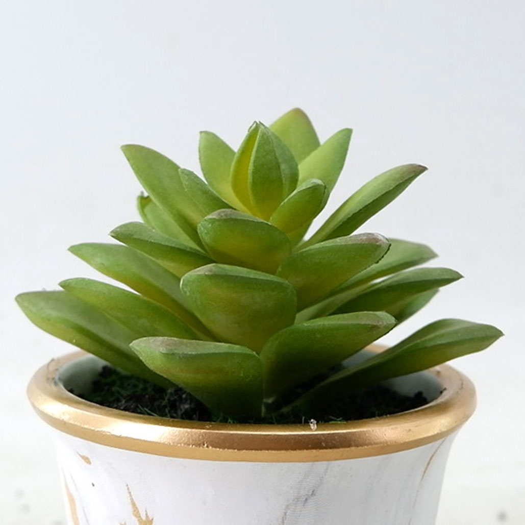 MC23-13455P Succulent H4.5＂