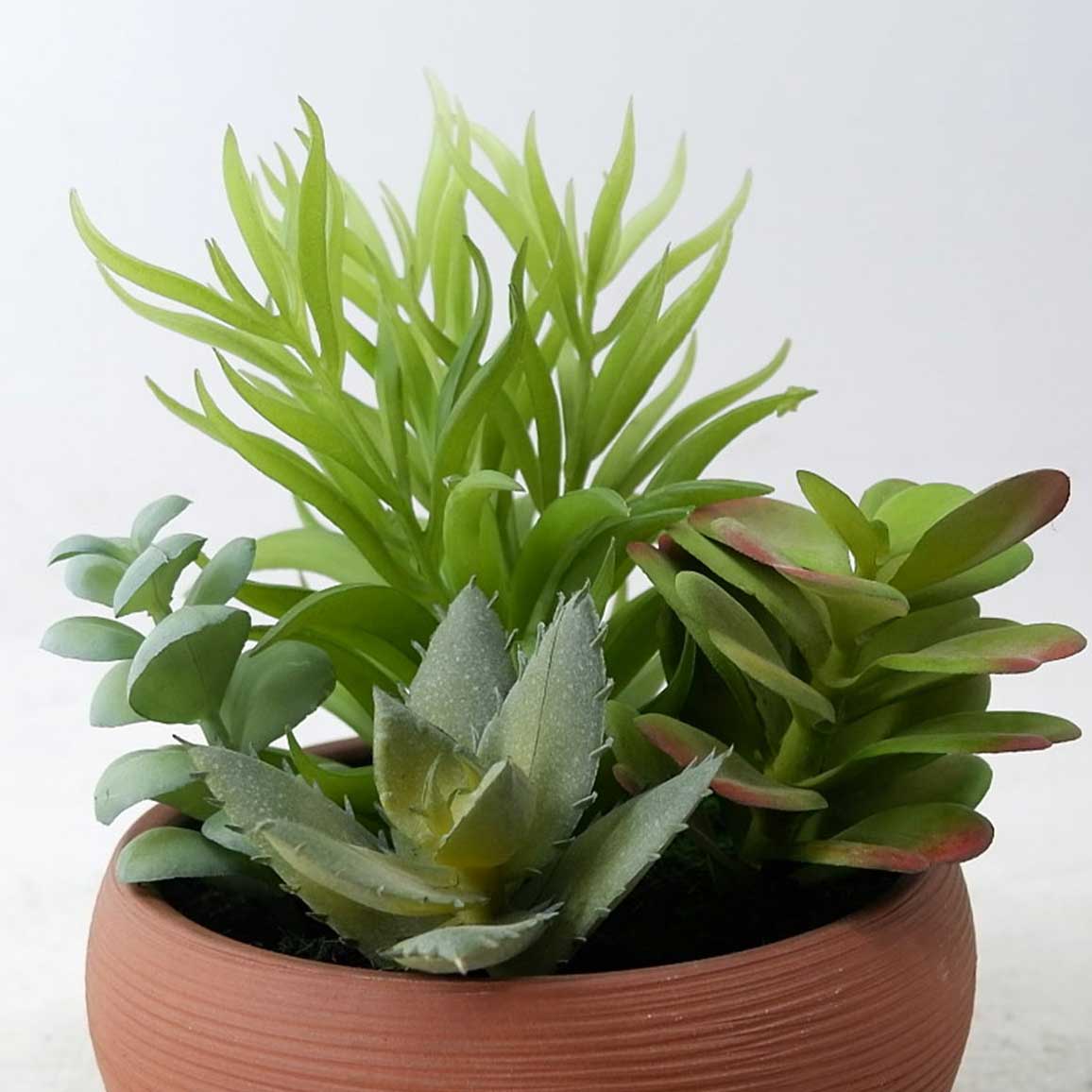 MC22-13411P Mixed succulent H7.5＂