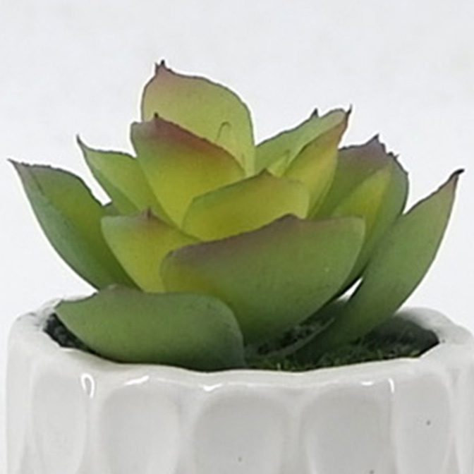 MC21-10918P Succulent H3.5＂