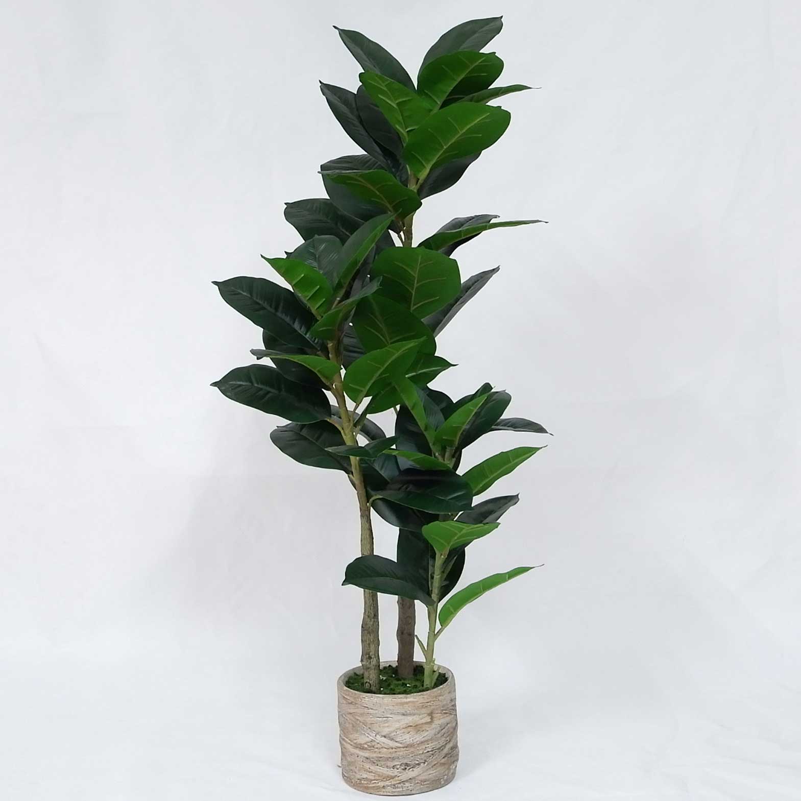 MC20-9687S Ficus lyrata H39＂