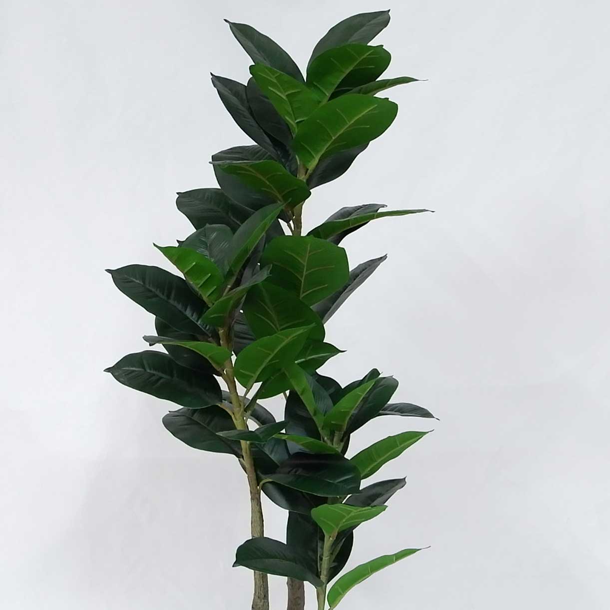 MC20-9687S Ficus lyrata H39＂