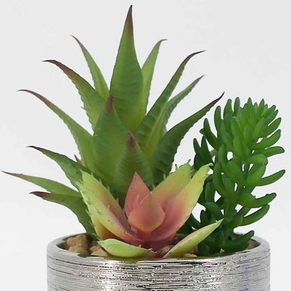 MC19-7591P Mixed succulent H7.5＂