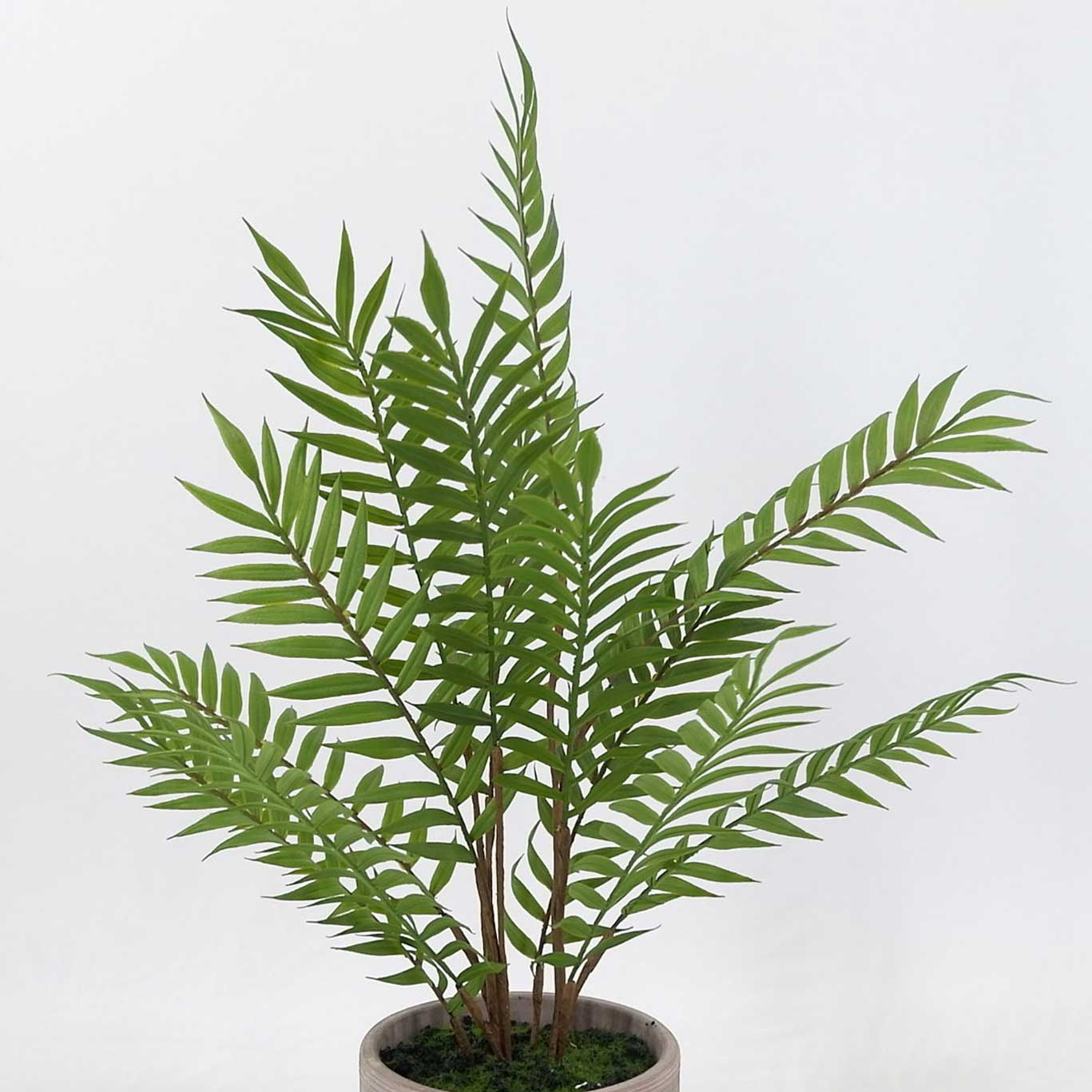 MC20-9604S Fern H20.5＂ 