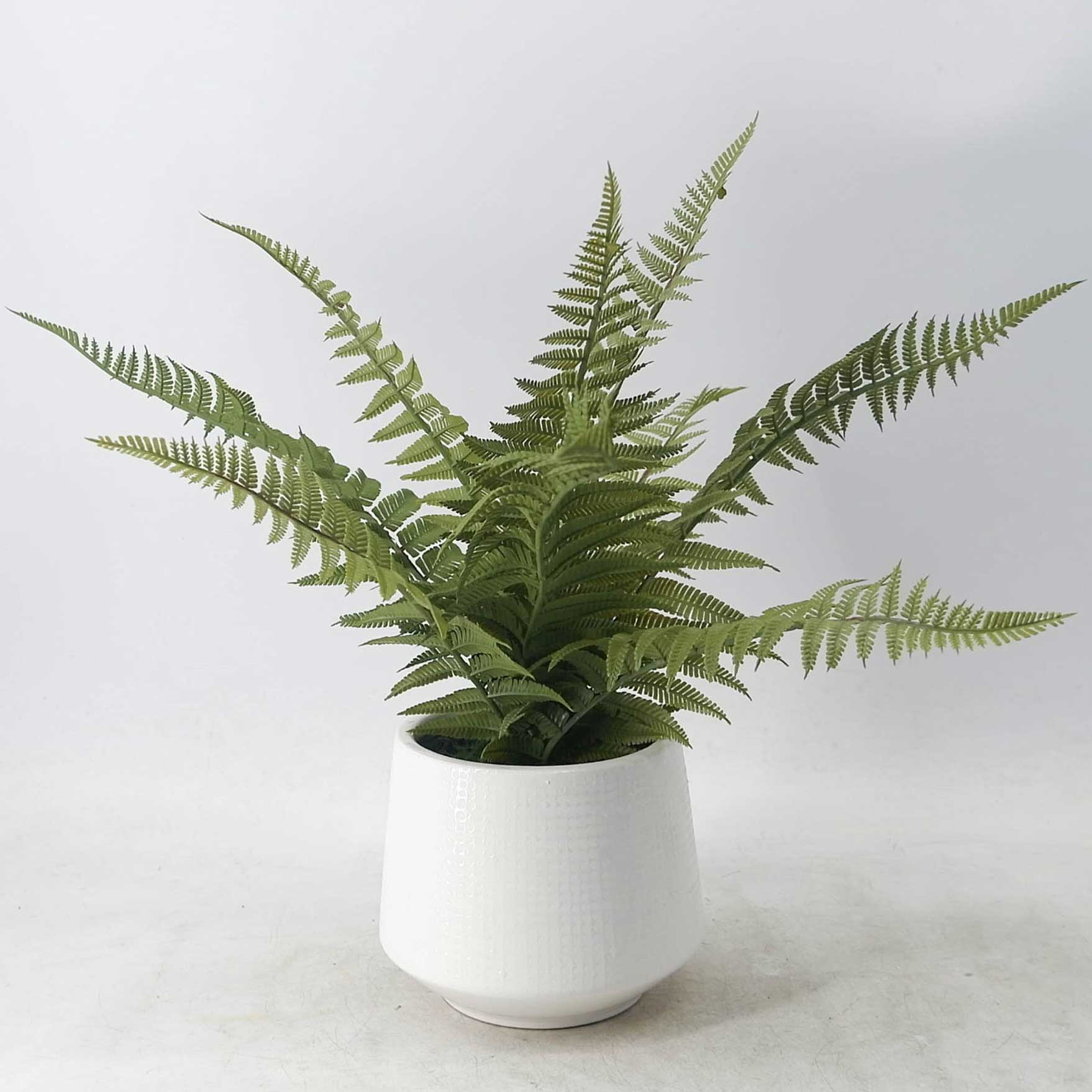 MC21-9873P Fern H14.5＂