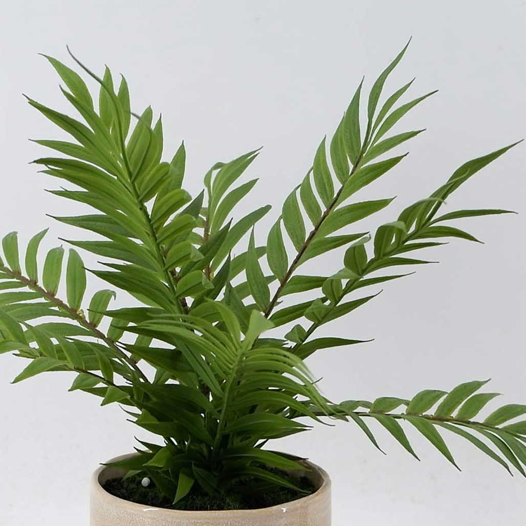 MC21-10017P Fern H12＂