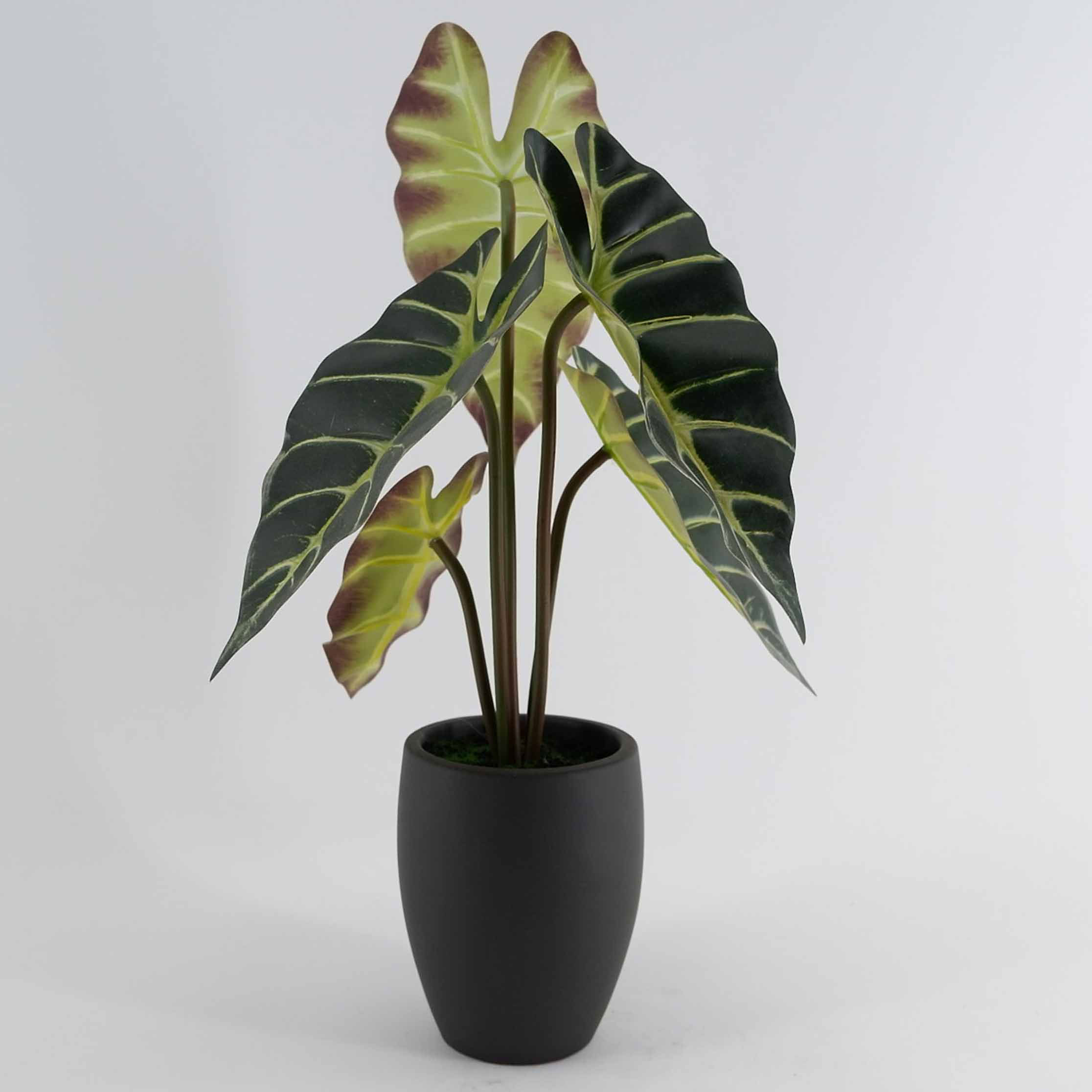 MC23-13538S Alocasia H9.5＂