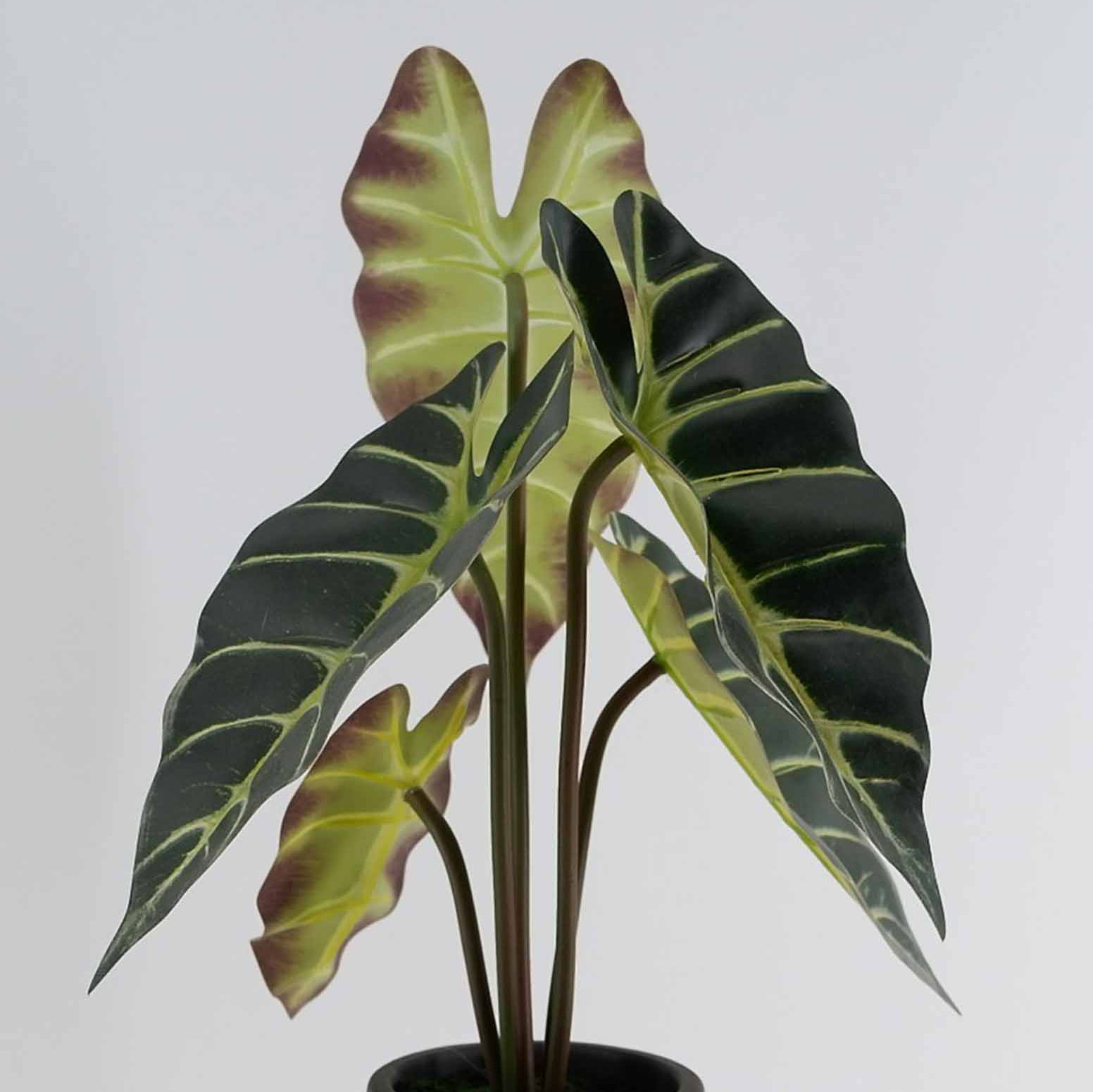 MC23-13538S Alocasia H9.5＂