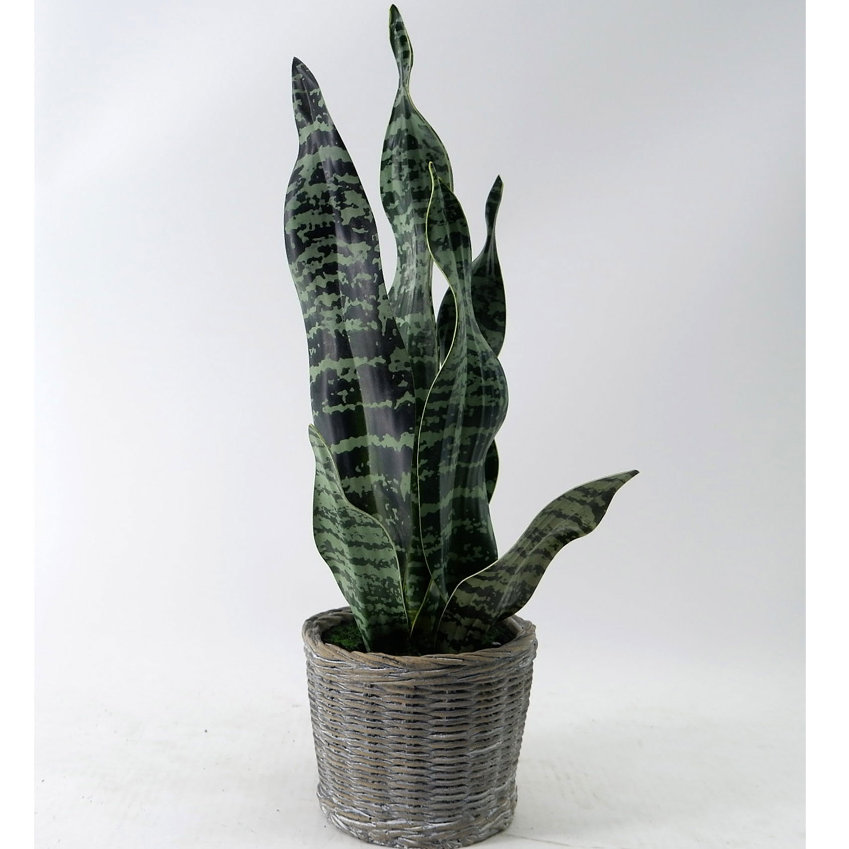 MC23-13617S Sansevieria H18＂