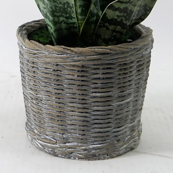 MC23-13617S Sansevieria H18＂