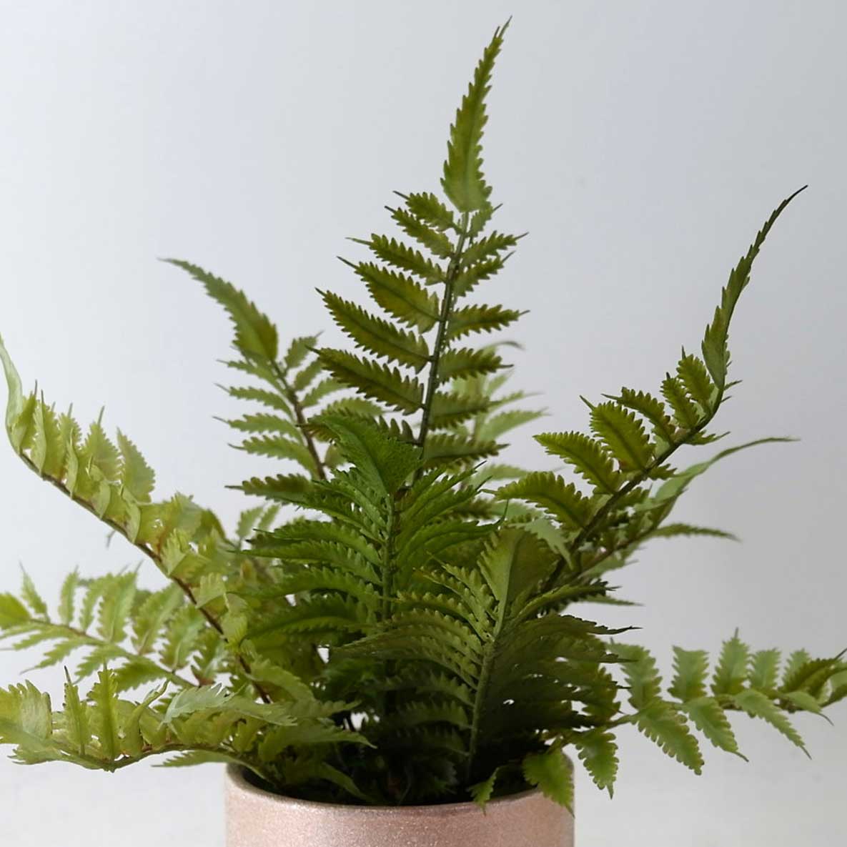 MC23-13733P Fern H12.5＂