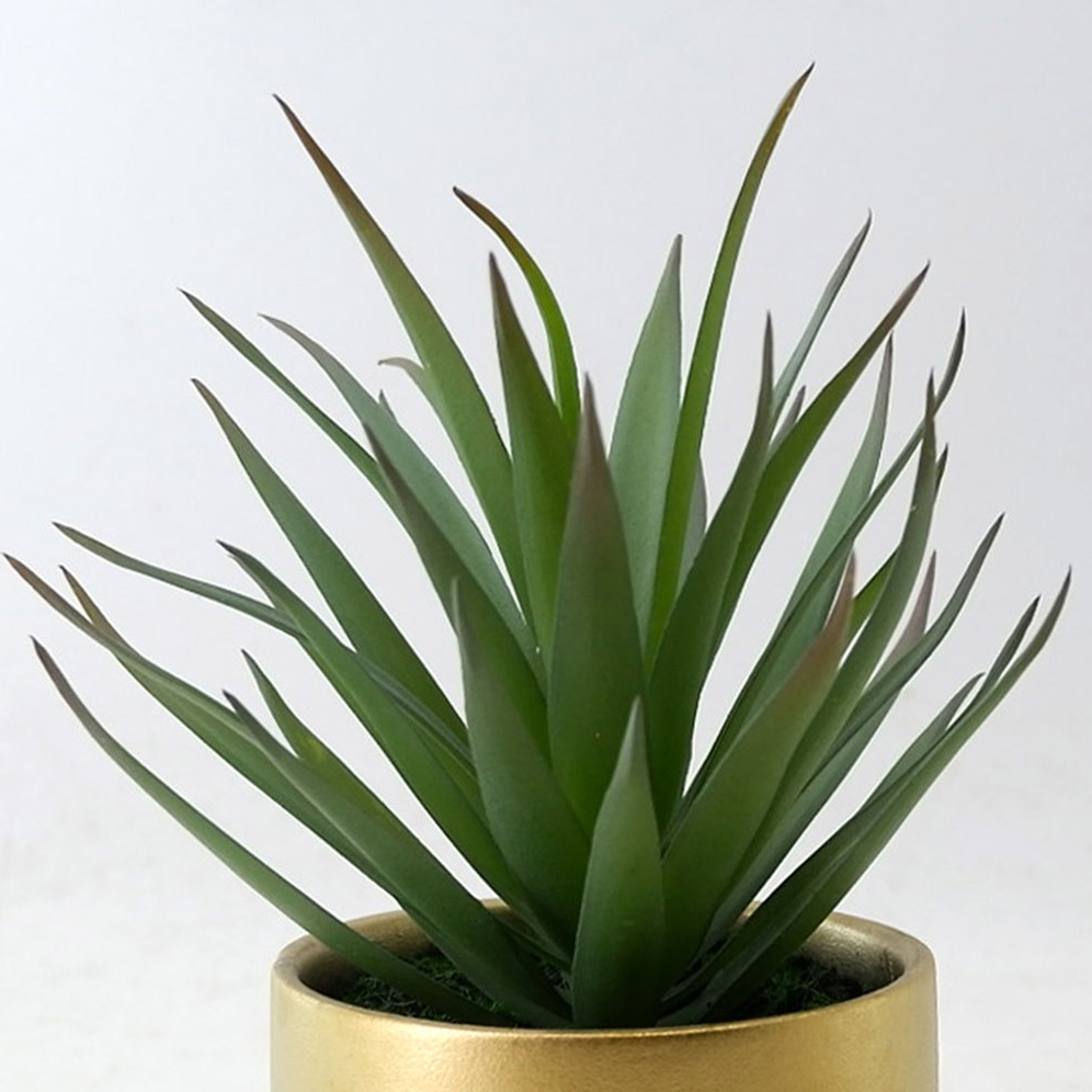 MC23-13734P Aloe H7.75＂