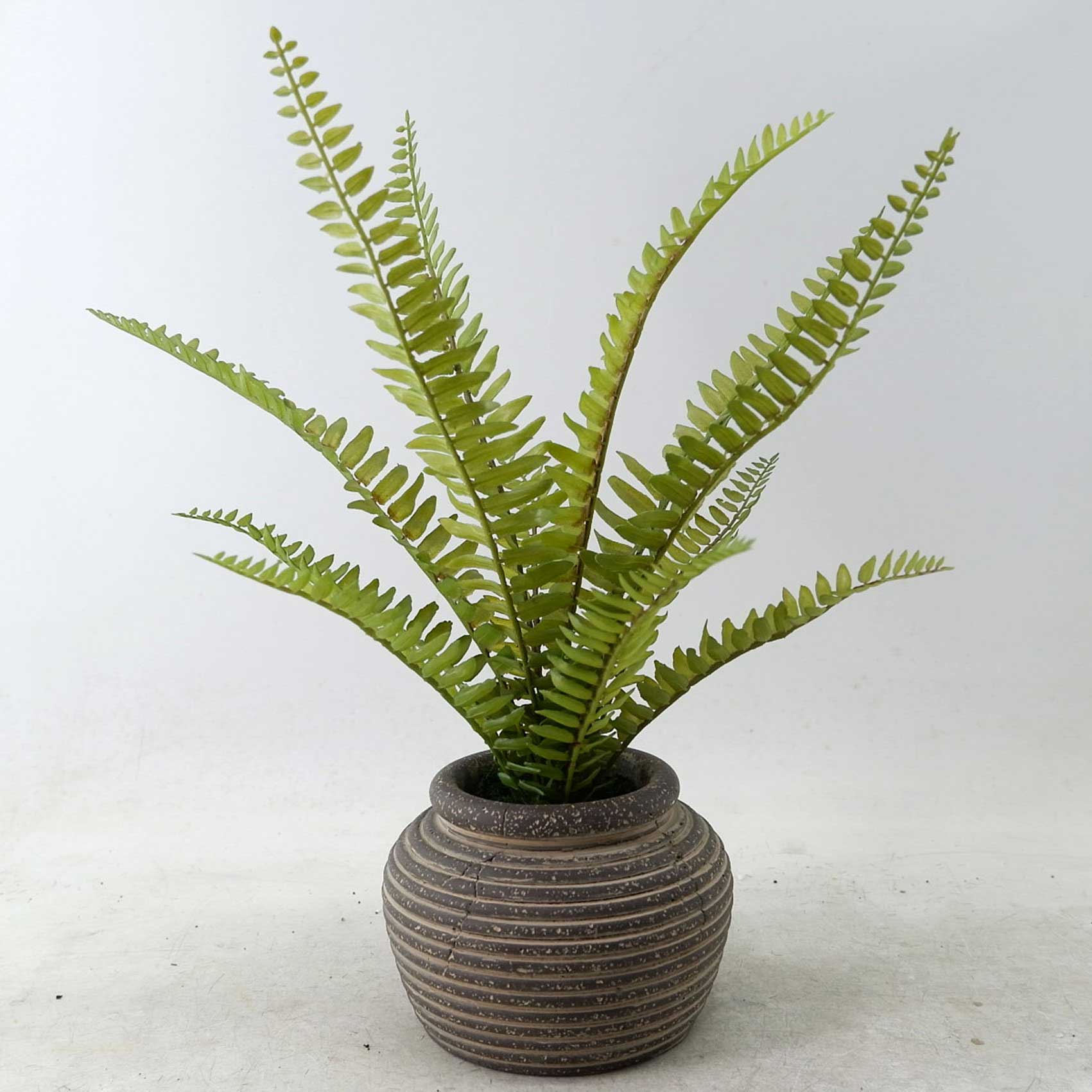 MC23-13737S Fern H14.5＂