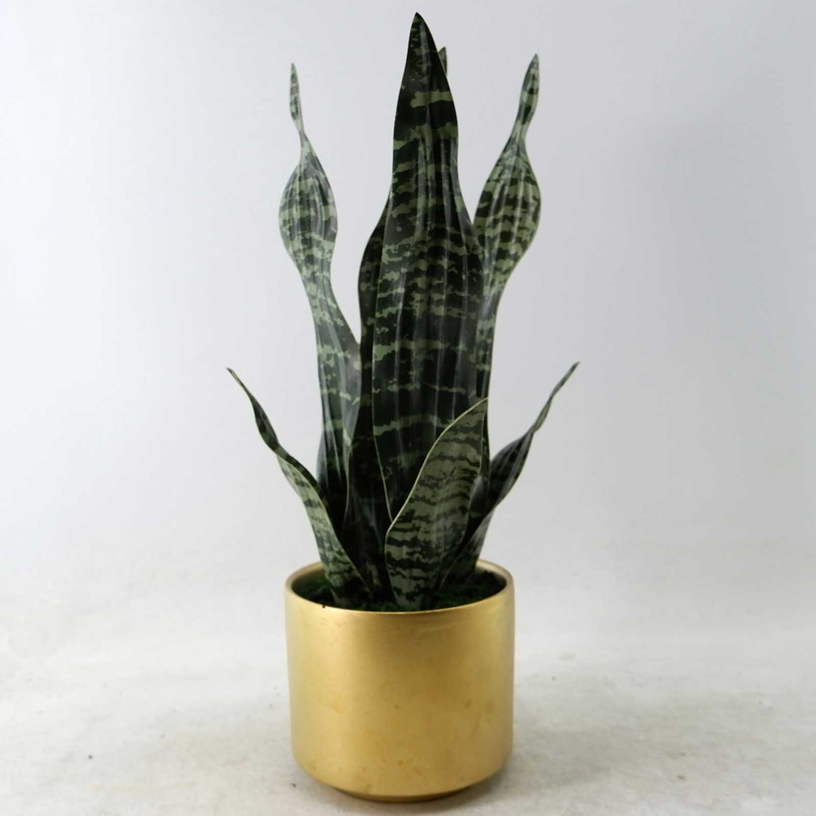 MC23-13738P Sansevieria H17＂