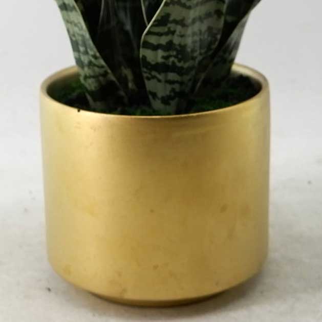 MC23-13738P Sansevieria H17＂