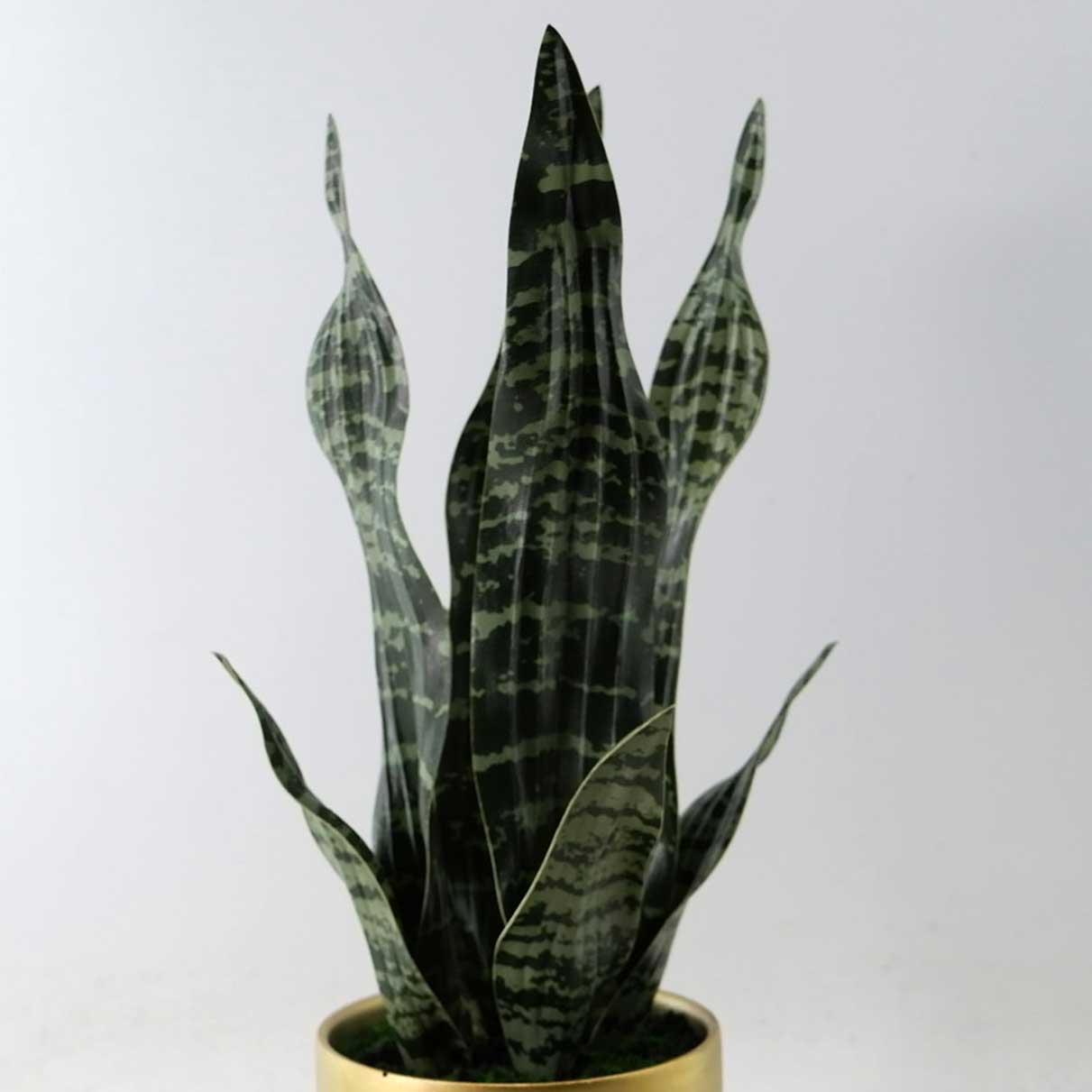 MC23-13738P Sansevieria H17＂